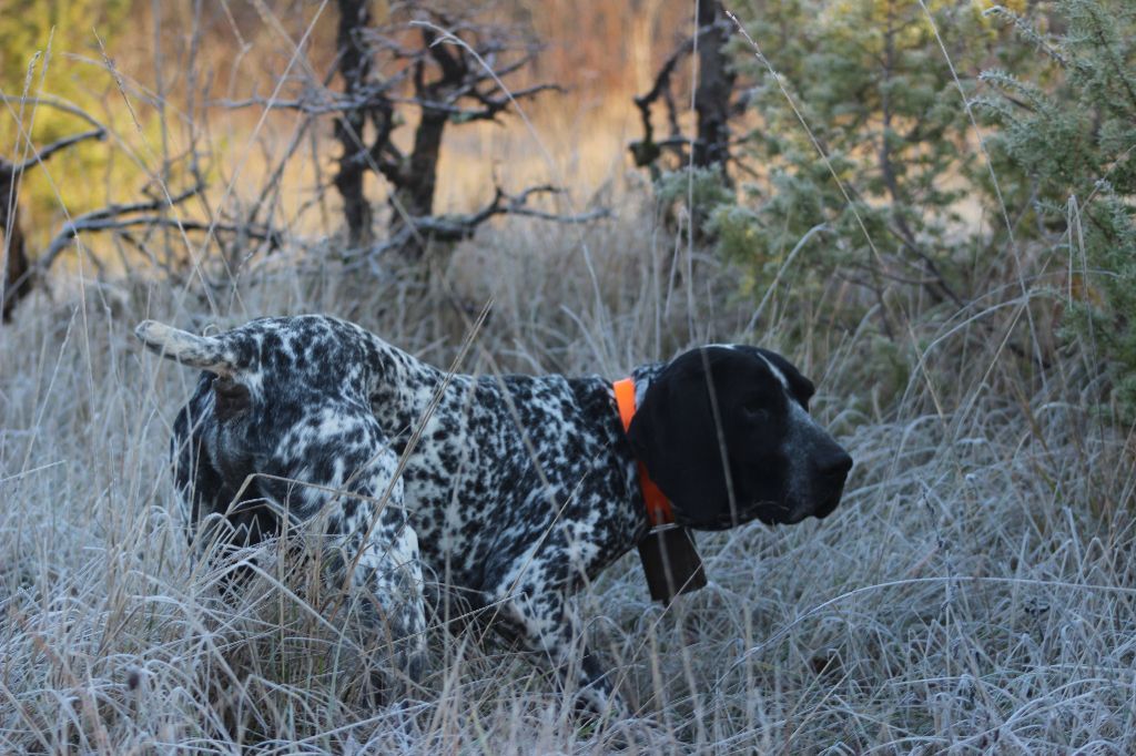 Etalon Recommandé Elite A pour Lucky!