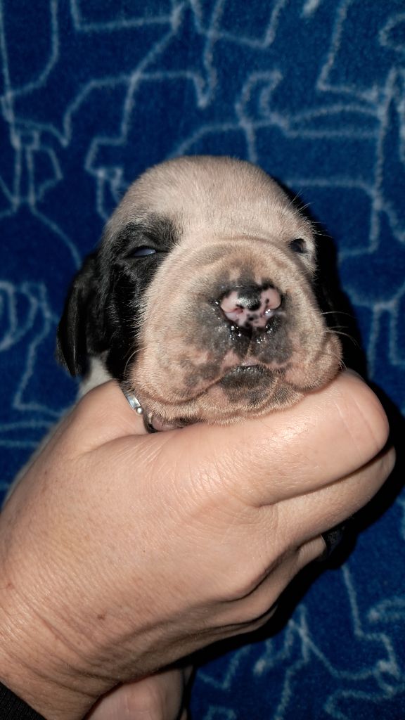 De La Vallee De L'Echelle - Chiots disponibles - Braque d'Auvergne