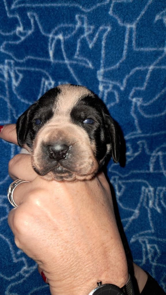 De La Vallee De L'Echelle - Chiots disponibles - Braque d'Auvergne