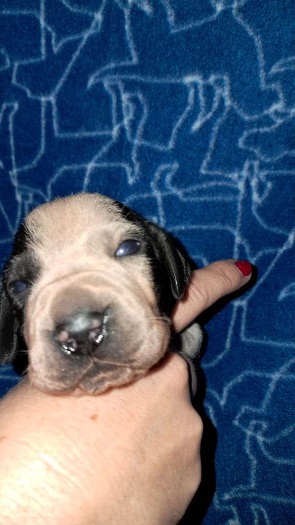 De La Vallee De L'Echelle - Chiots disponibles - Braque d'Auvergne