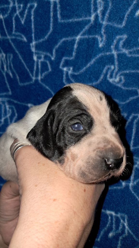 De La Vallee De L'Echelle - Chiots disponibles - Braque d'Auvergne