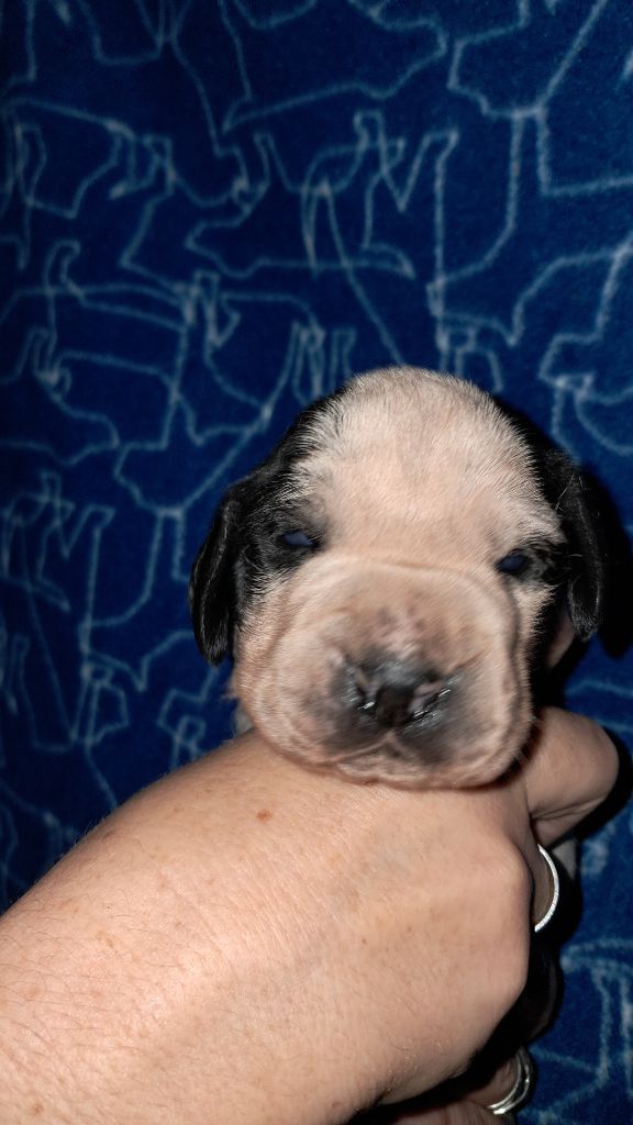 De La Vallee De L'Echelle - Chiots disponibles - Braque d'Auvergne