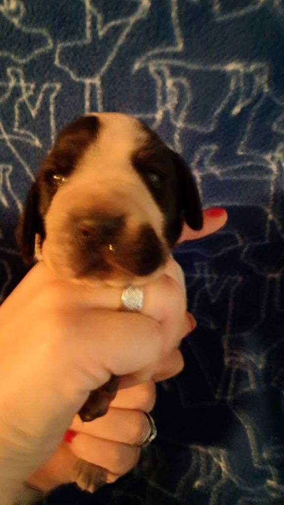 De La Vallee De L'Echelle - Chiots disponibles - Braque d'Auvergne