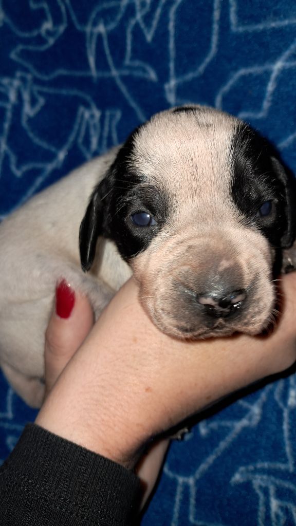 De La Vallee De L'Echelle - Chiots disponibles - Braque d'Auvergne