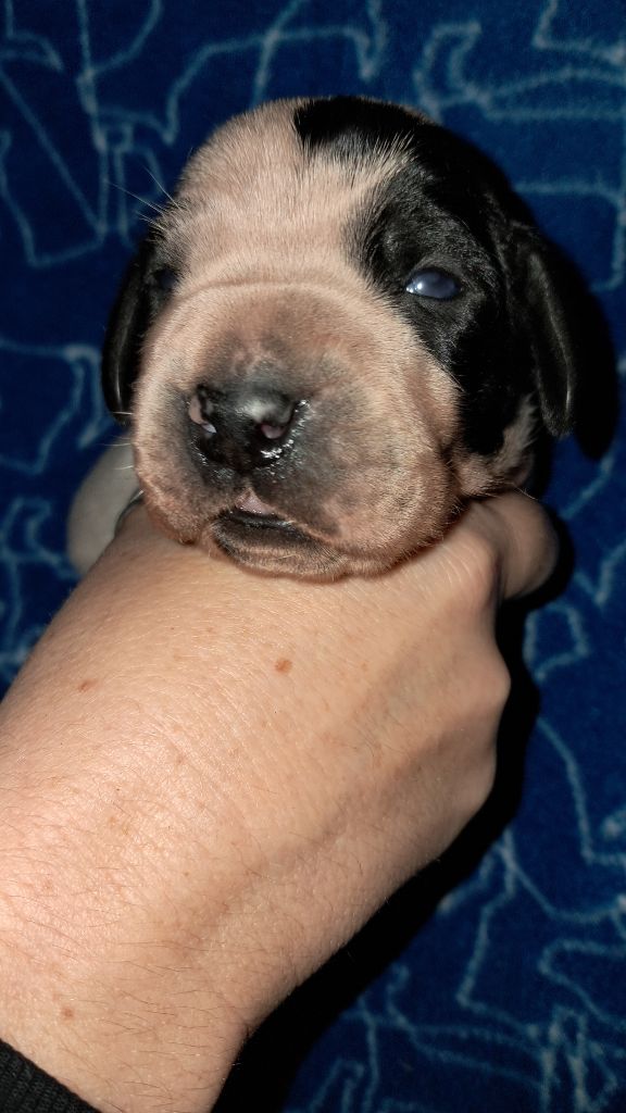 De La Vallee De L'Echelle - Chiots disponibles - Braque d'Auvergne